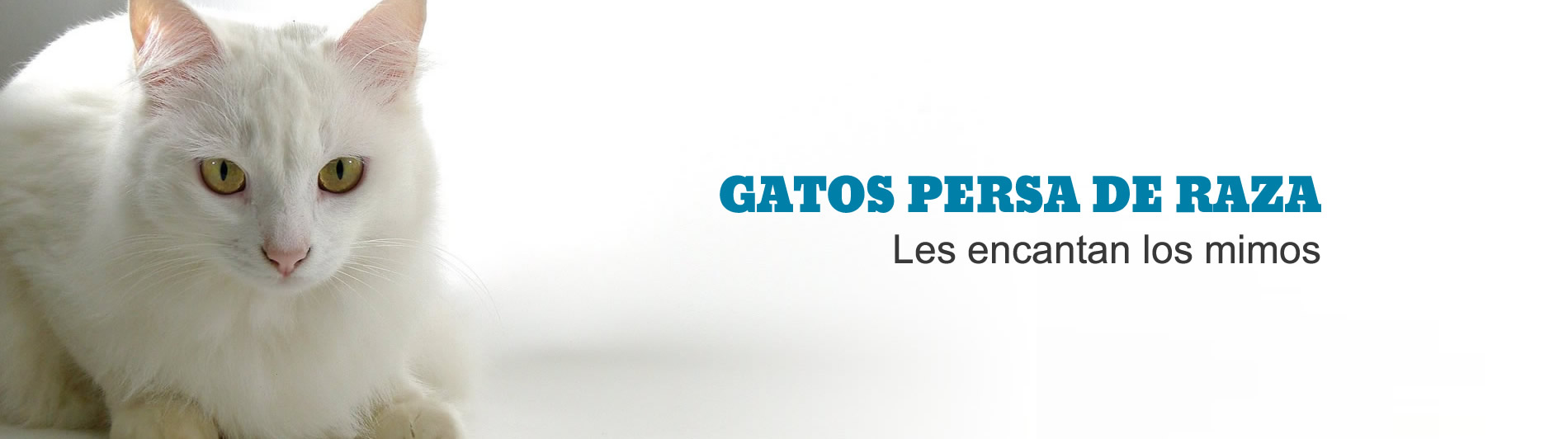 venta de gato raza persa bogota