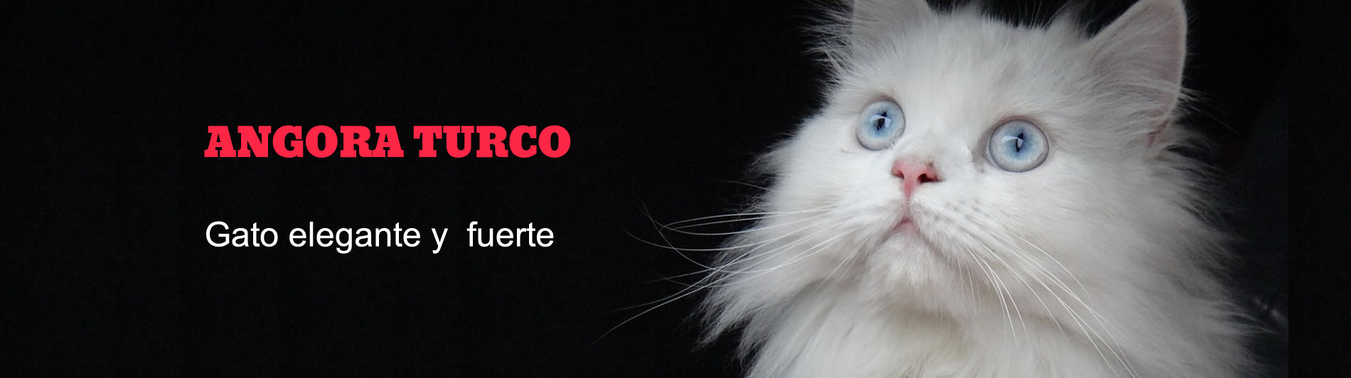 venta de gatos persa bogota